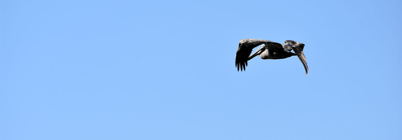 Pelican